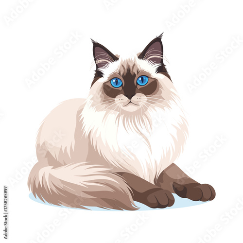 Ragdoll Cat Illustration with Blue Eyes and Fluffy Fur Lying Down
