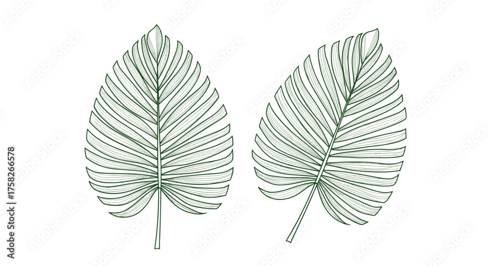 Obraz premium Discover the intricate beauty of delicate green palm leaves outlined in a detailed illustrative style.
