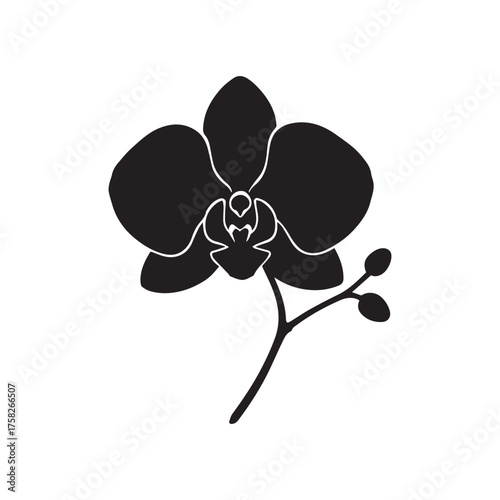 Orchid isolated on a white background