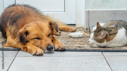 Dog with reddish fur and cat with white-brown coloring sleeping or lying side by side on an old rug near a door, demonstrating friendship and shared rest of pets