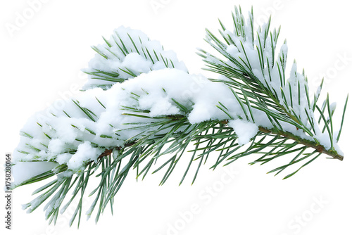 pine branches covered with snow isolated on white background, png, ai generated