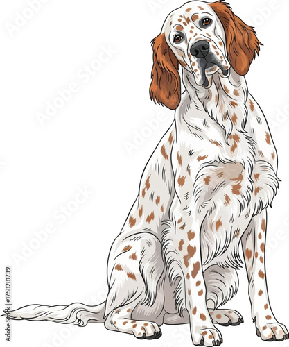 English Setter dog sitting tilting head curious vector illustration