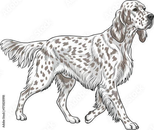 English Setter dog walking trotting movement vector illustration