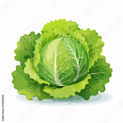 Fresh lettuce