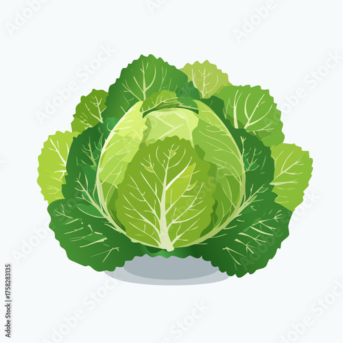 Fresh lettuce