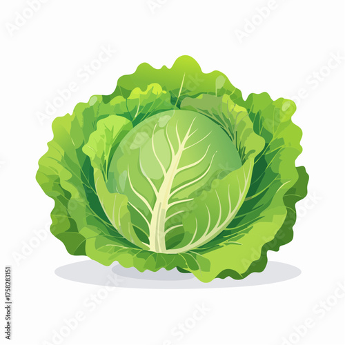 Fresh lettuce