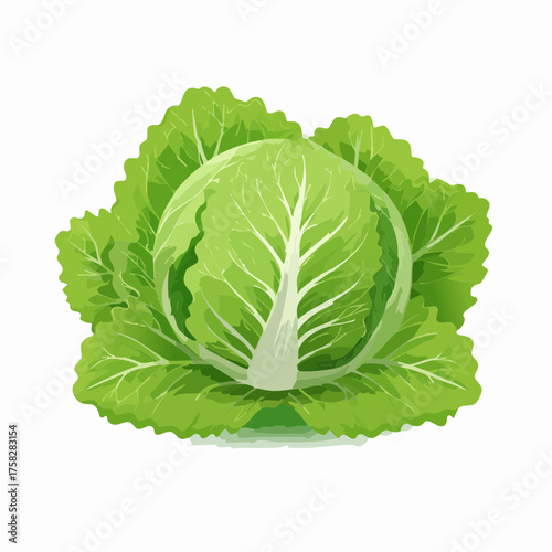 Fresh lettuce