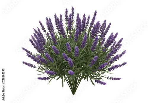 Isolated lush bunch of purple lavender flowers ready for use in your spring designs