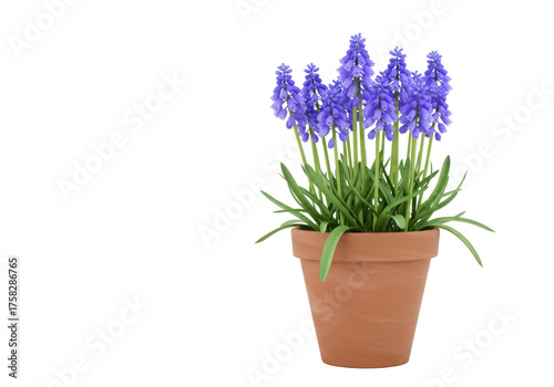 Isolated muscari plant in terracotta pot, spring seasonal flowers, vibrant and fragrant