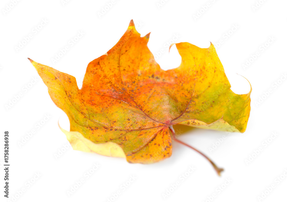 Fototapeta premium One dry maple leaf isolated on white. Autumn season