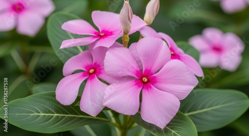 Vibrant pink flowers with lush green leaves, showcasing nature's delicate beauty in full bloom.