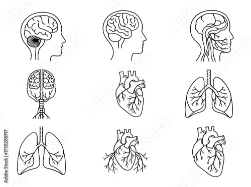 Vector art of anatomical illustrations of human organs including the brain, heart, and lungs