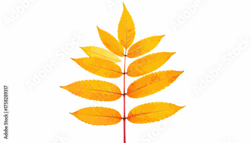 A single, stylized yellow autumn leaf with many leaflets on a red stem against white