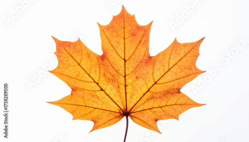 A vibrant, close-up shot of a maple leaf against a pure white background