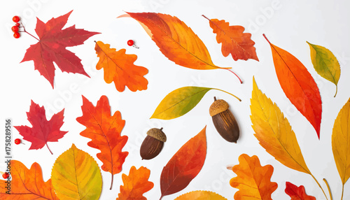 Watercolor-style fall foliage with various leaf shapes, acorns, and berries on a white background