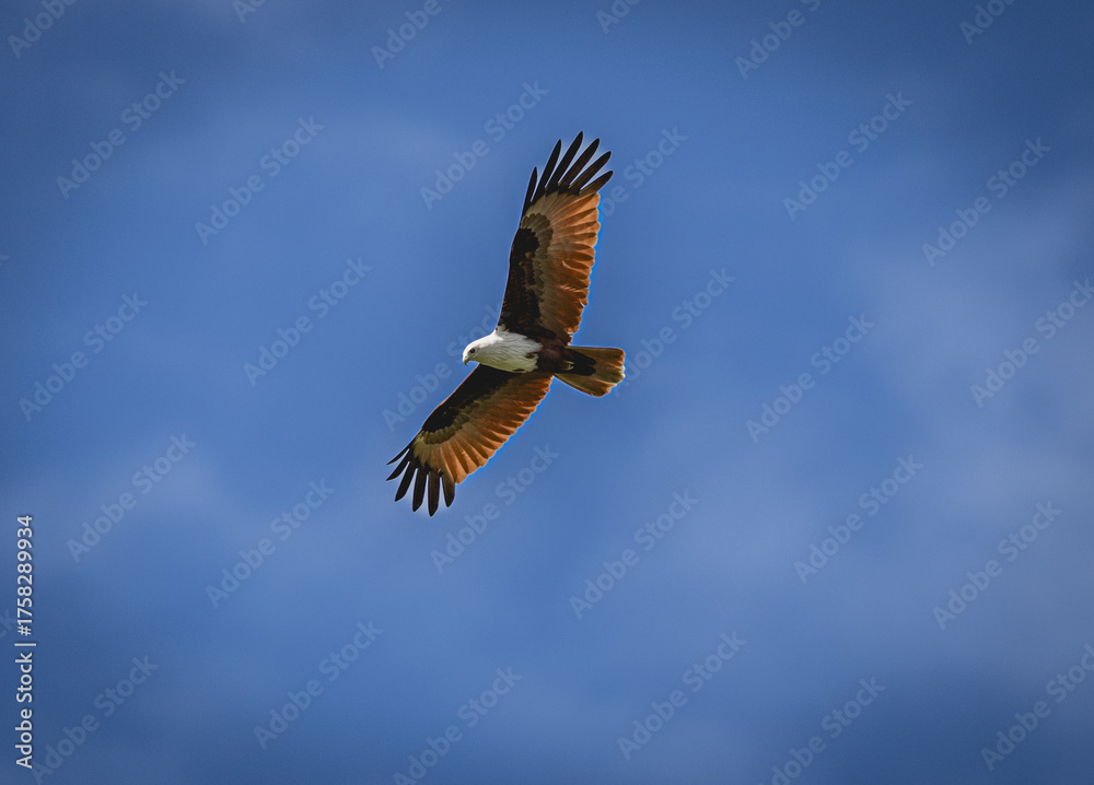 Obraz premium eagle in flight