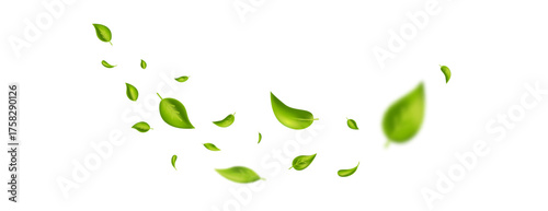 Green flying leaves frame. Wave foliage ornament. Leaf falling on long white banner. Vegan, eco, organic design. Cosmetic pattern border. Fresh tea background. Beauty product. Vector illustration