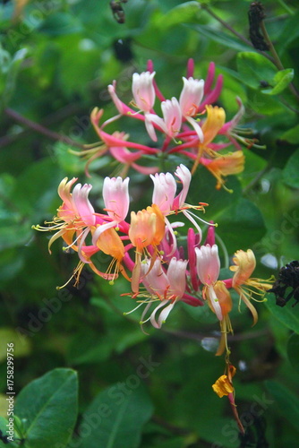 Chèvrefeuille en fleur
