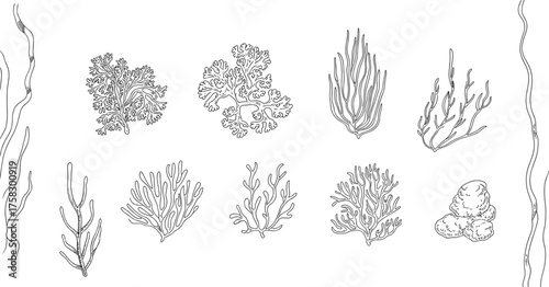 Seaweed illustration set with marine plants, botanical clipart collection, ocean ecosystem design, underwater nature elements pack