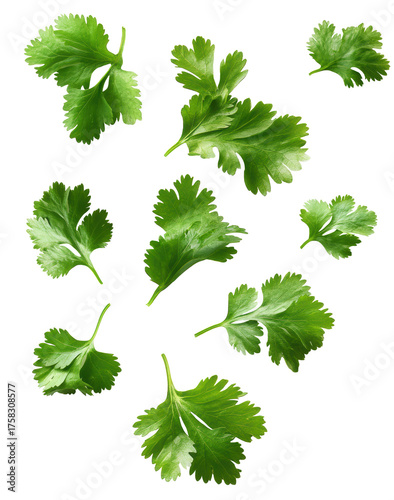 coriander leaves flying isolated on transparent background