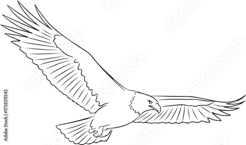 Majestic Eagle in Flight Line Art