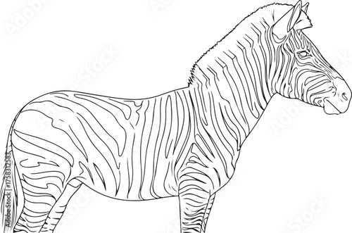 Detailed Line Art Illustration of a Standing Zebra