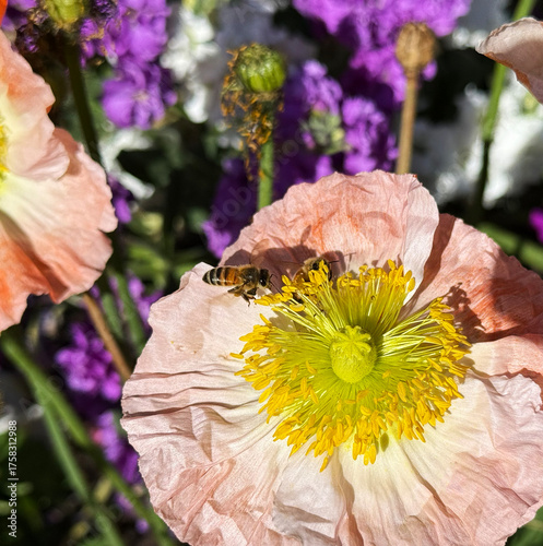 Bee insect harvesting nectar during the spring