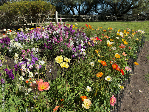 Flowers at nature garden during the morning with creative colour