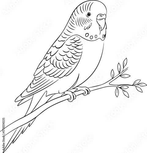 Detailed Line Art Illustration of a Budgerigar Parrot Perched on a Branch