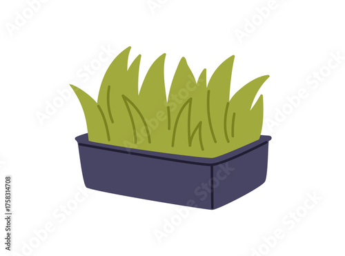 Pets grass growing in container, box. Green leafy plant for cats. Fresh organ...