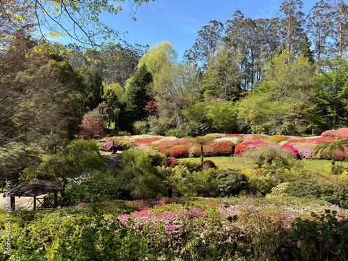 Colourful rhodendron gardens at morning light