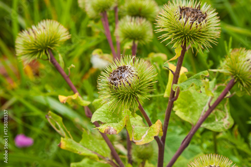 Burdock. Arctium. Raw materials for manufacture of hair care burdock root oil. Burdock flower close up for background, post, screensaver, wallpaper, postcard, banner, cover, website