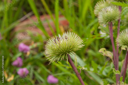 Burdock. Arctium. Raw materials for manufacture of hair care burdock root oil. Burdock flower close up for background, post, screensaver, wallpaper, postcard, banner, cover, website