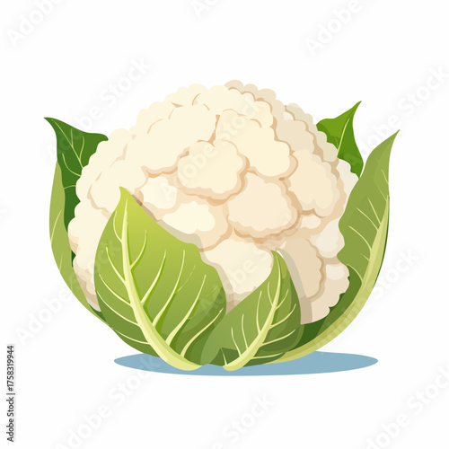 A creamy white cauliflower head, its textured florets perfectly formed, stands upright and proud.
