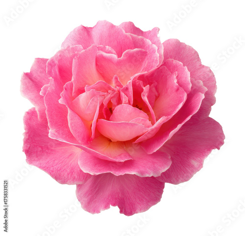 Vibrant pink flower blossom nature beauty isolated on transparent background