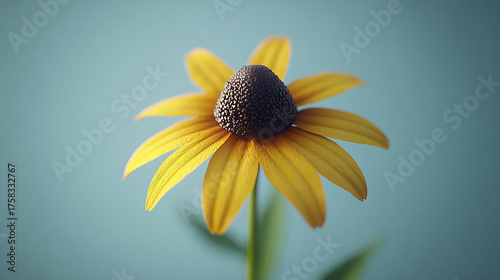 A close-up illustration of a yellow Black-Eyed Susan flower