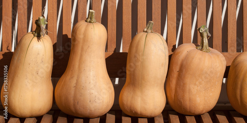 Fototapete Quatre butternuts posées sur un banc au soleil