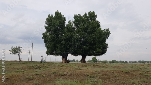 Two large trees standing together on open field under cloudy sky