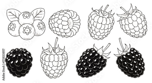 Collection of Fresh Berries Blueberries, Raspberries, and Blackberries in a Hand-Drawn Style