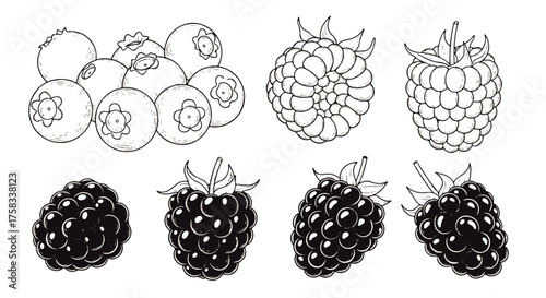 Collection of fresh berries including blueberries, raspberries, and blackberries, presented in a clean black and white illustration style