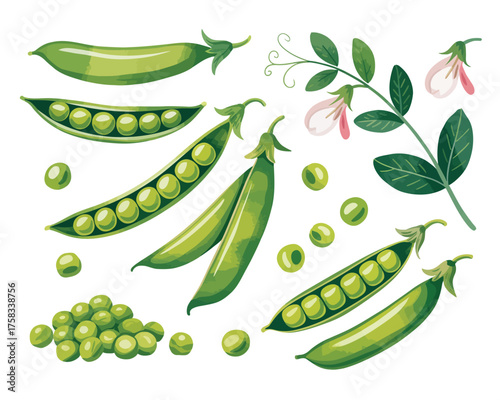 Watercolor illustration of fresh green peas in pods and shelled