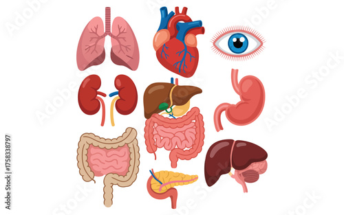Collection of human organs lungs heart kidneys stomach liver intestines eye and brain