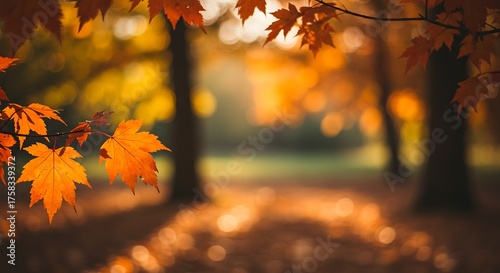 Autumn scene with orange leaves in soft focus of a blurred background