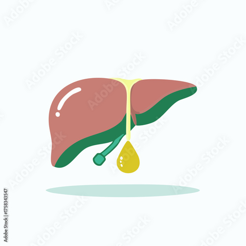 Illustration of human liver organ showcasing health issues or medical conditions