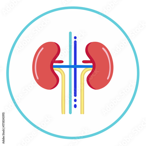 Kidney Health Illustration Depicting Renal System, Medical Icon for Healthcare