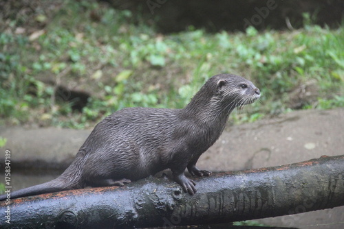 Loutre, vue de profil.