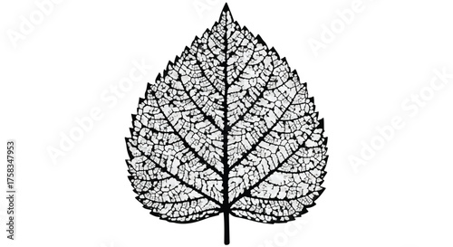 Intricate skeleton of a delicate leaf, revealing its natural pattern and veins on a white background