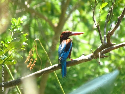 Foto Beautiful bird White-throated Kingfisher (Halcyon smyrnensis) perched on a tree branch, showing bright blue wings, chestnut head, and red beak under natural sunlight