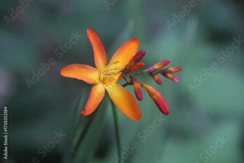 Crocosmia paniculata en gros plan - Vue de face