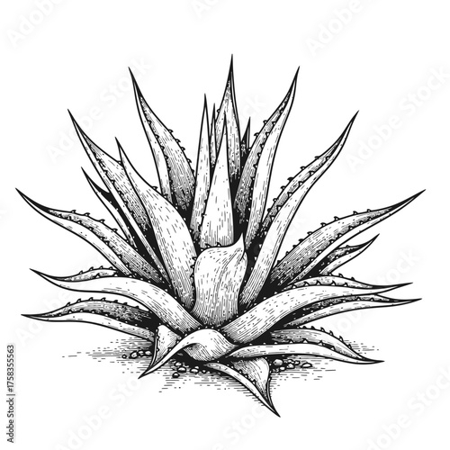 agave engraving hand drawn illustration vector